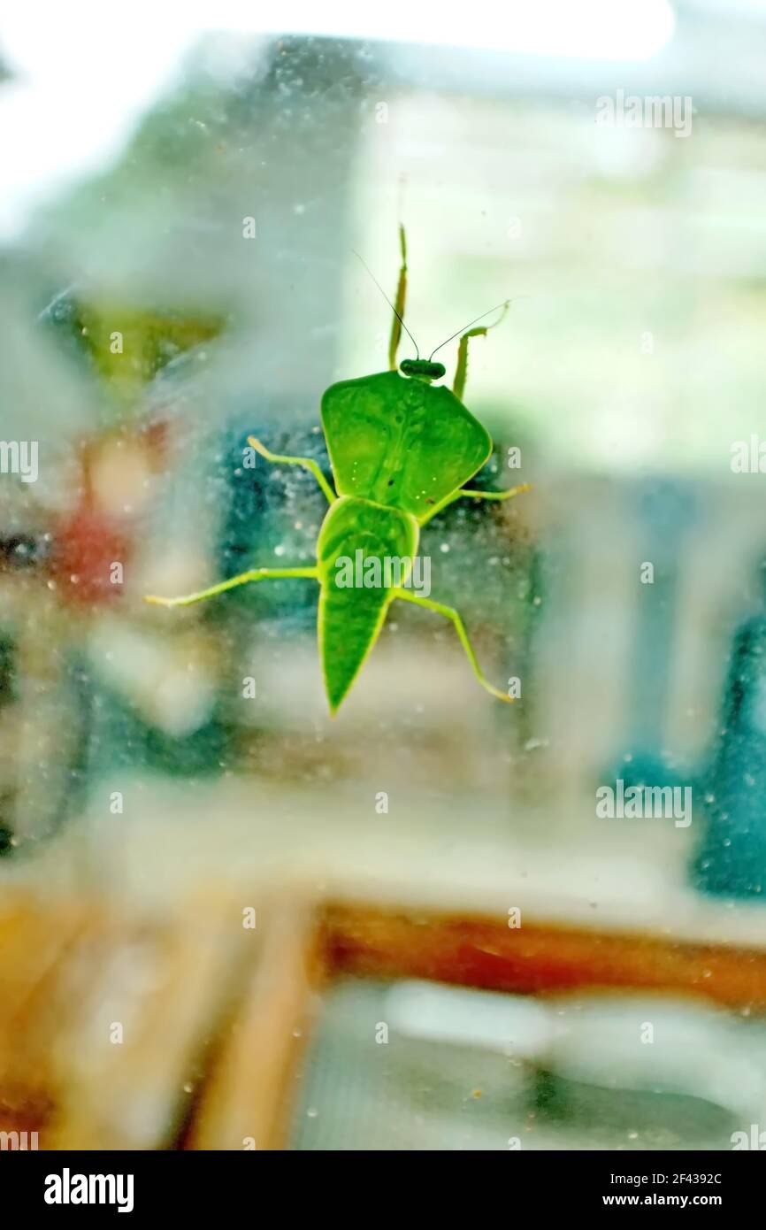 Green katydid on a window in Mindo, Ecuador Stock Photo