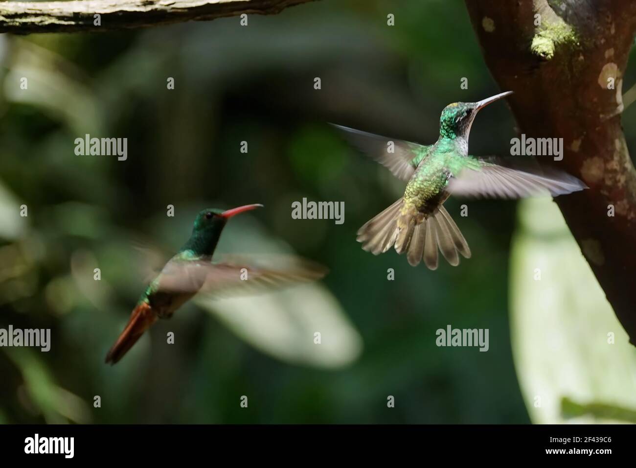 Hummingbirds in flight in Mindo, Ecuador Stock Photo