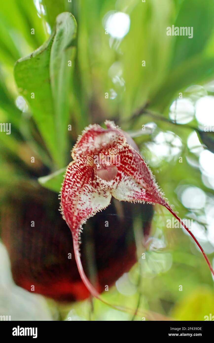 Burgundy orchid in a garden in Mindo, Ecuador Stock Photo