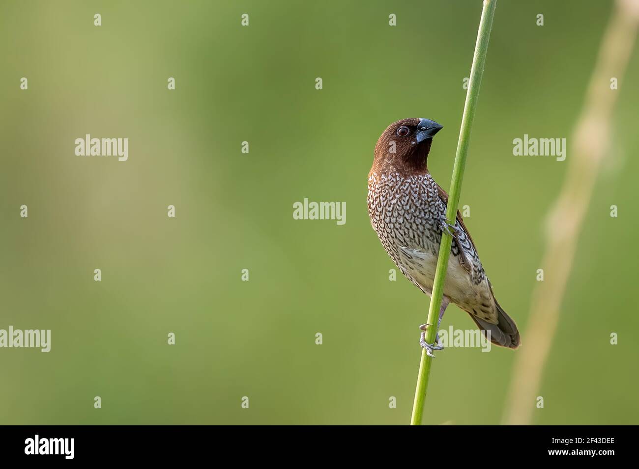 The scaly-breasted munia or spotted munia (Lonchura punctulata), is a sparrow-sized estrildid finch native to tropical Asia. Stock Photo