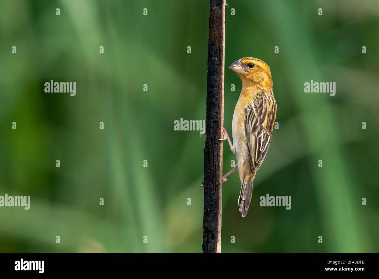 The Asian golden weaver (Ploceus hypoxanthus) is a species of bird in the family Ploceidae. Stock Photo