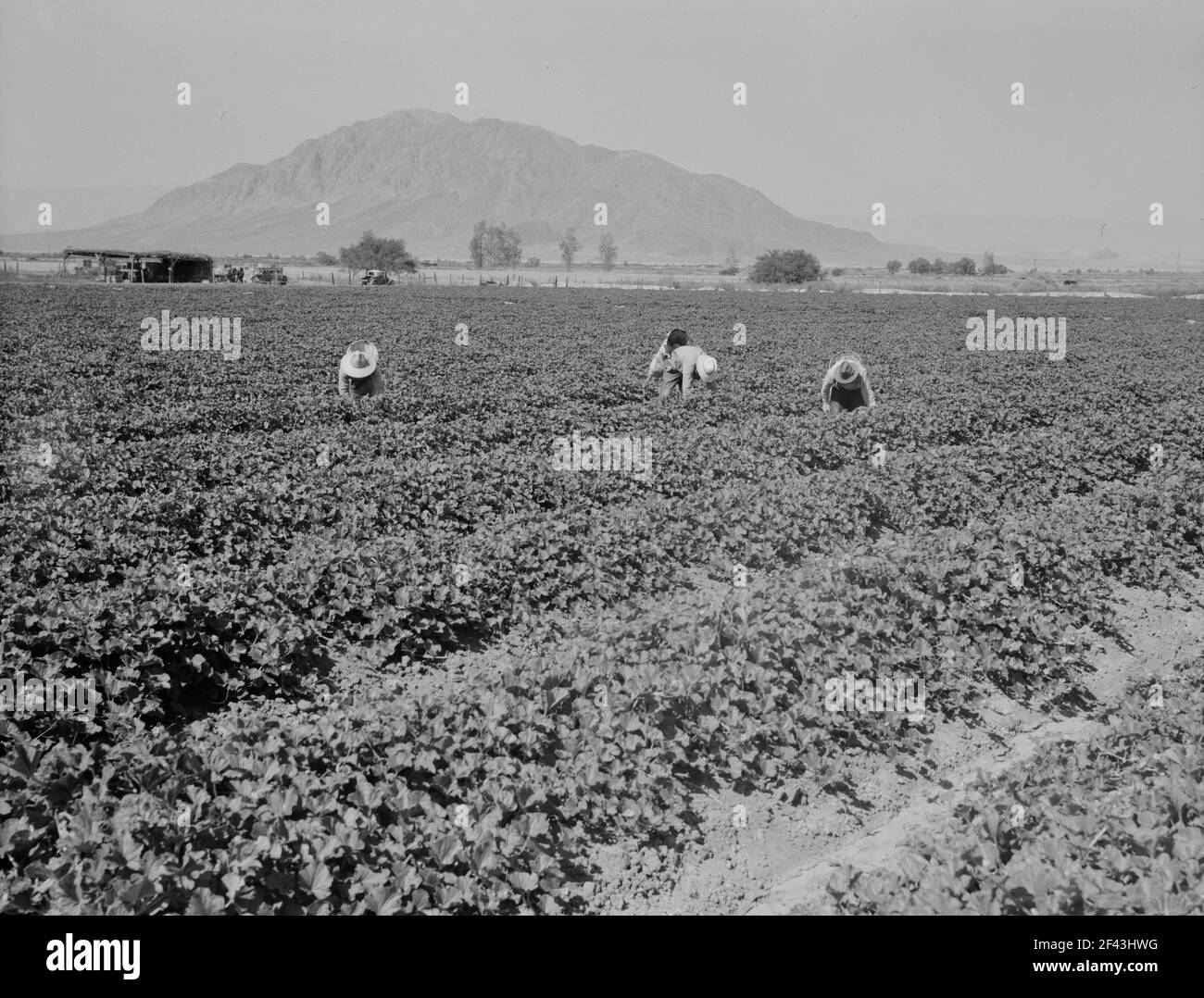 Mexicans picking cantaloupes one mile north of the Mexican border. Imperial Valley, Califoria. 6:00 a.m. This is highly skilled labor. May 1937. Photograph by Dorothea Lange. Stock Photo