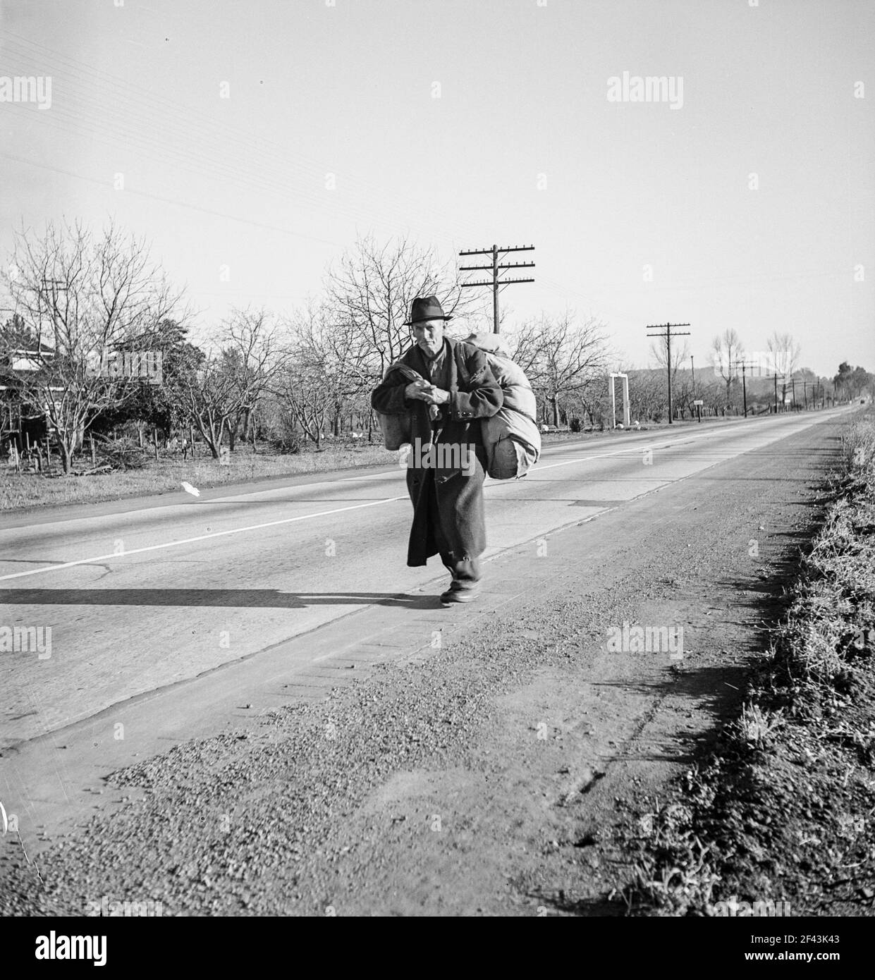 Napa Valley, California. More than twenty-five years a bindle-stiff. Walks from the mines to the lumber camps to the farms. The type that formed the backbone of the Industrial Workers of the World (IWW) in California before the war. Subject of Carleton Parker's 'Studies on IWW”. December 1938. Photograph by Dorothea Lange. Stock Photo