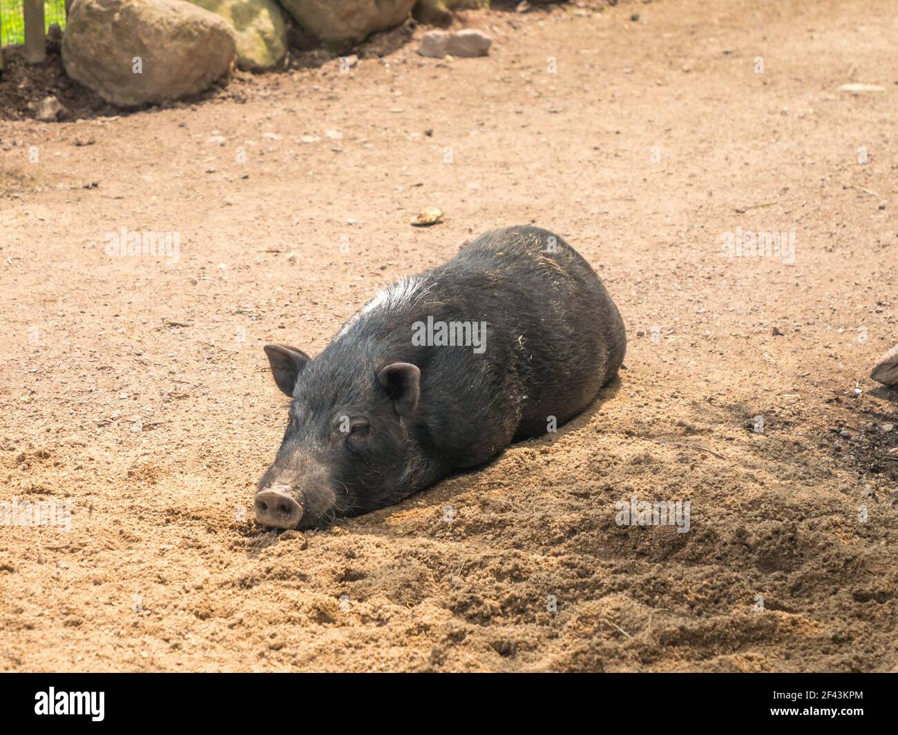 Black mini pig lying in the dirt under the sun with eyes closed. Animal sleeping and enjoying life. Stock Photo