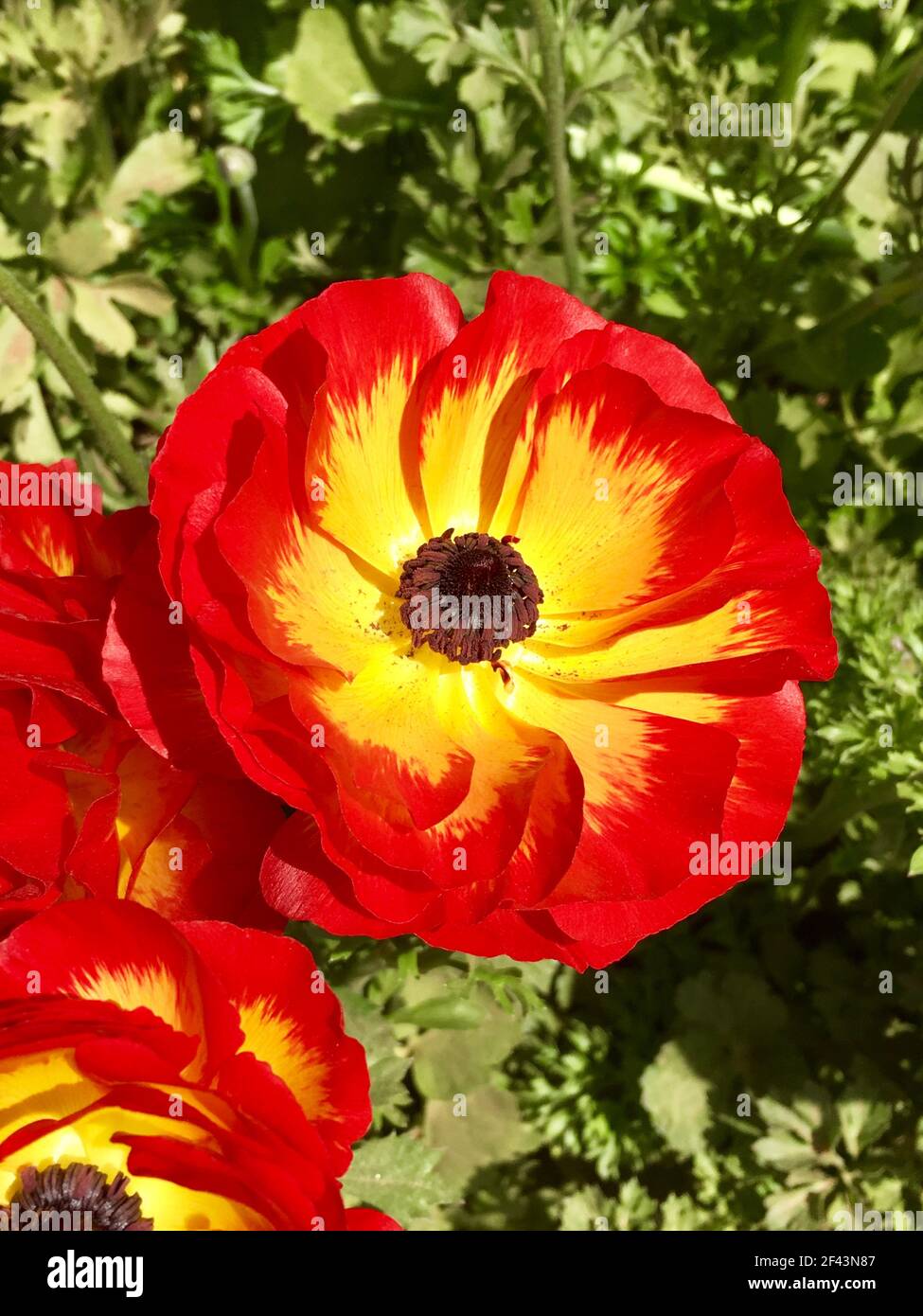 Close up of Red and Yellow Tecolote Ranunculus Flower, Flower Fields, Carlsbad Ranch, North San Diego California Stock Photo