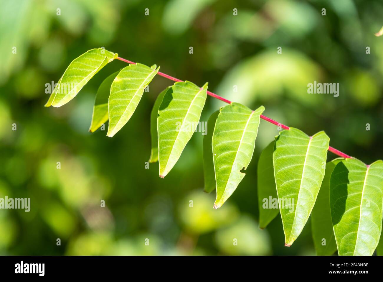 Chinese varnish tree hires stock photography and images Alamy