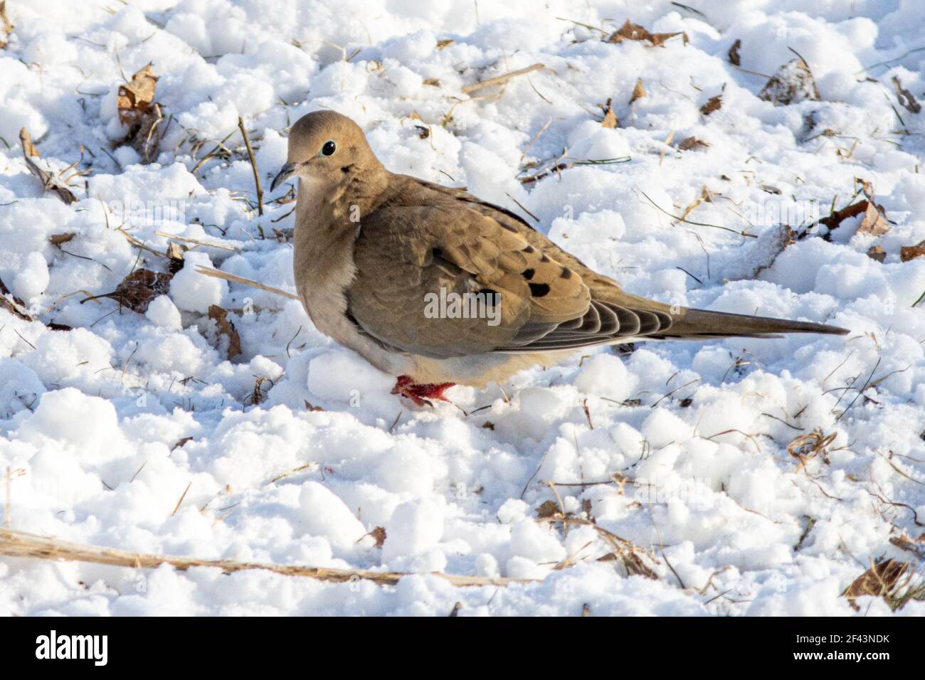 A mourning dove on the ground in snow Stock Photo