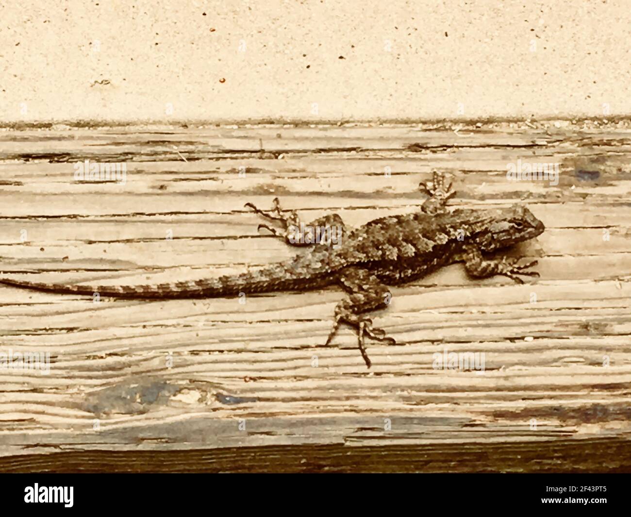 Sepia toned portrait of California Alligator Lizard on wooden post Stock Photo