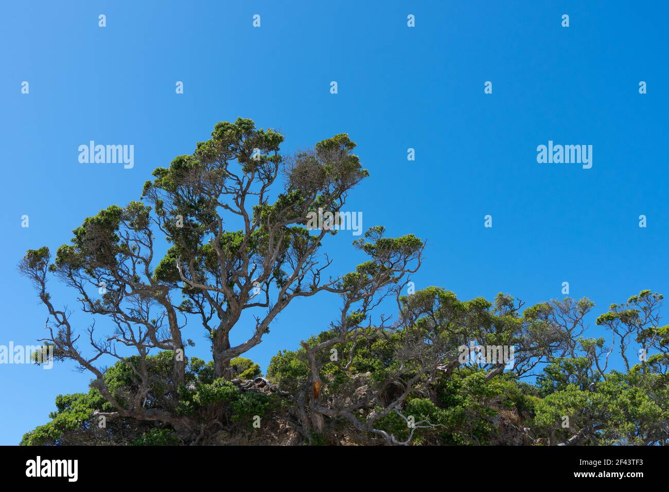 Pohutukawa tree from low point of view against blue sky. Stock Photo