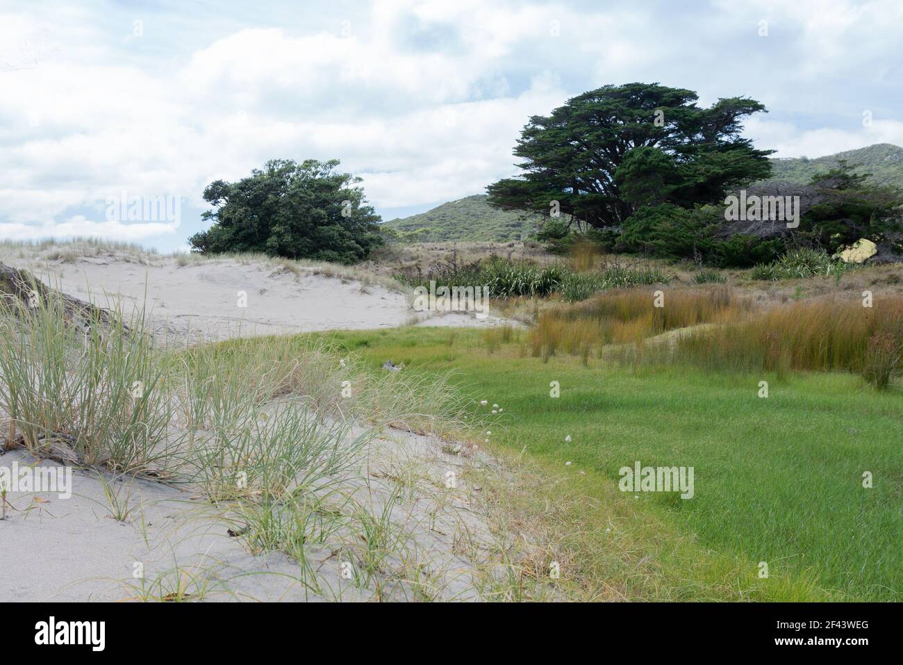 Sand dune vegetation varieties on Great Barrier Island New Zealand. Stock Photo