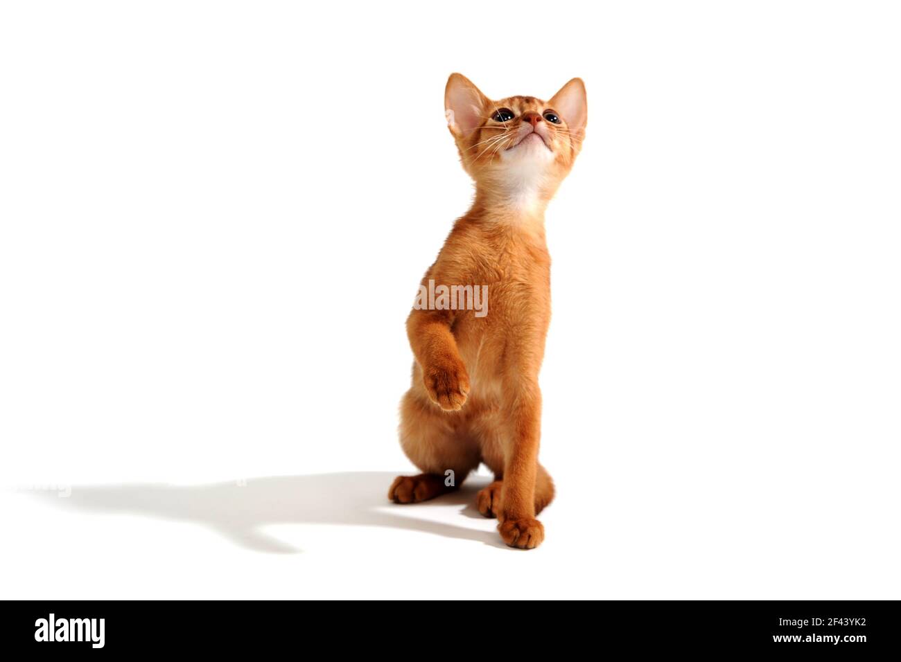 Abyssinian ginger cat sits and raises its paw on a white background