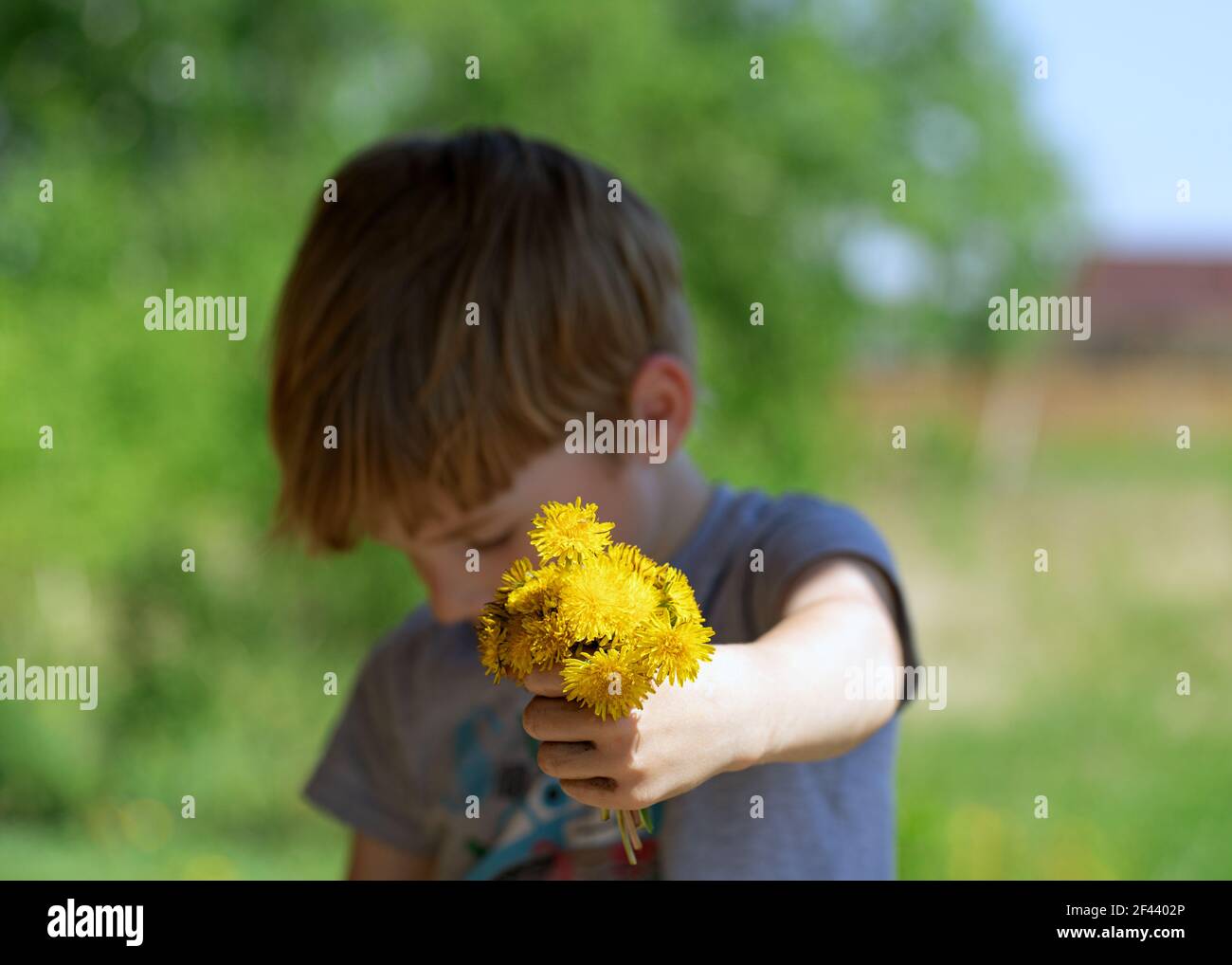 Little boy, son gives mom bunch of yellow dandelions, head down in shame  Stock Photo - Alamy