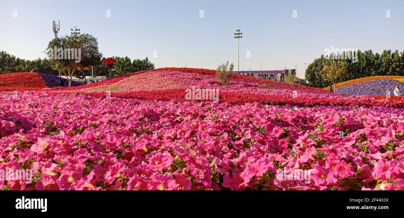 yanbu flower festival Stock Photo Alamy