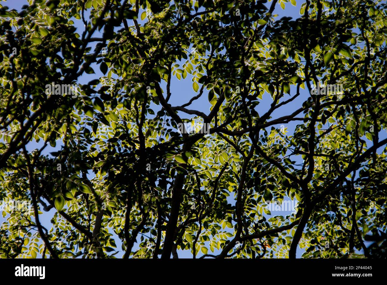 blue sky and green leaf background Stock Photo - Alamy