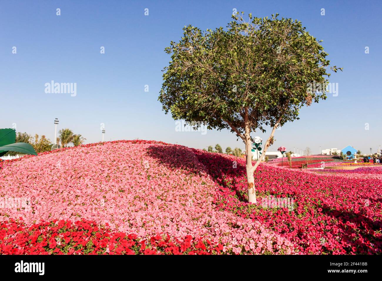 yanbu flower festival Stock Photo Alamy