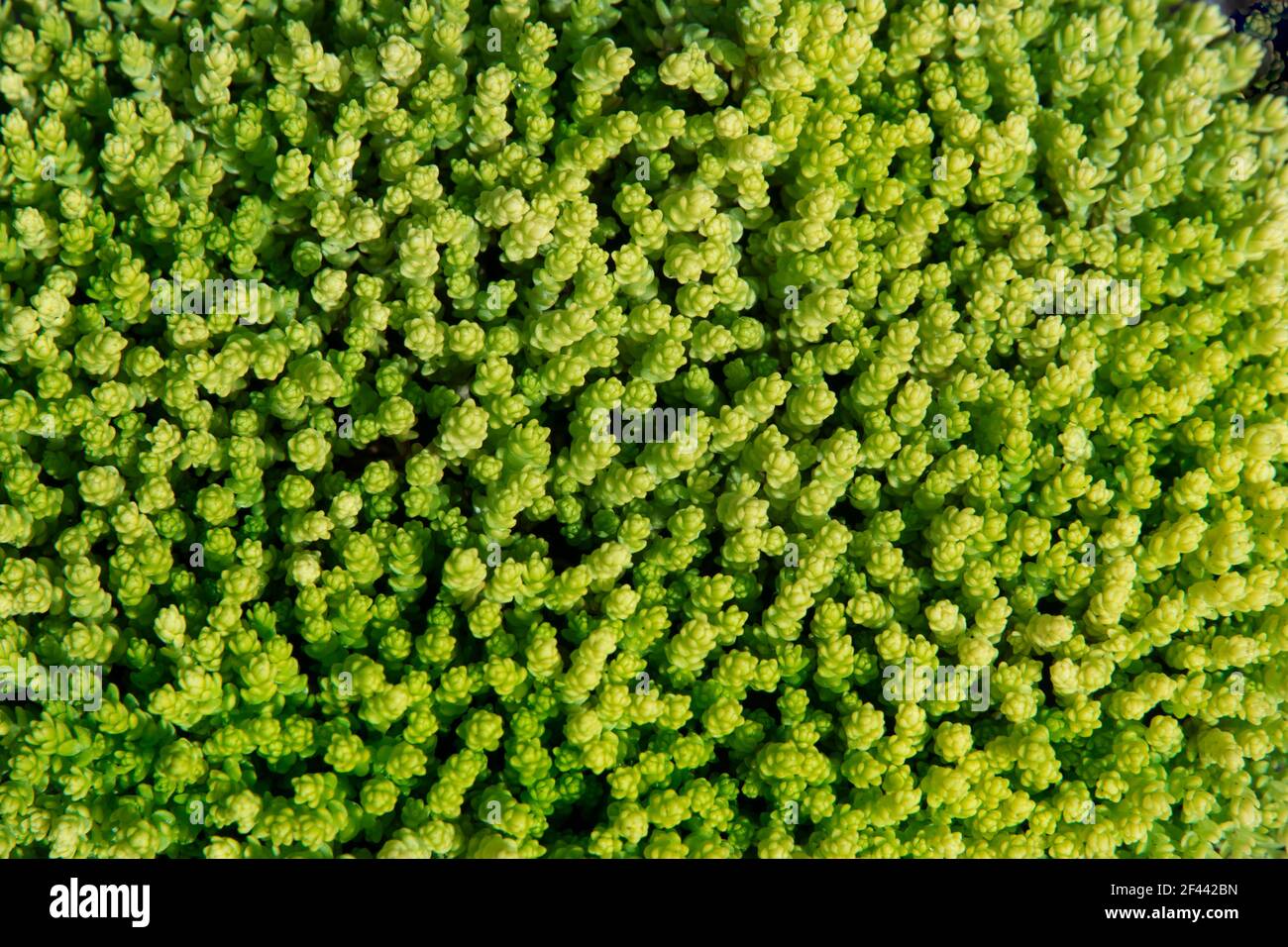 natural sedum, ground cover green plant for ecological projects of greening the roof, garden