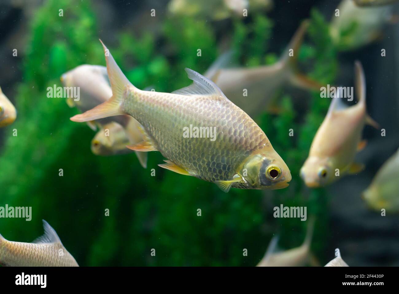 Java barb, Silver barb fish ( Barbonymus gonionotus) in aqurium Stock Photo