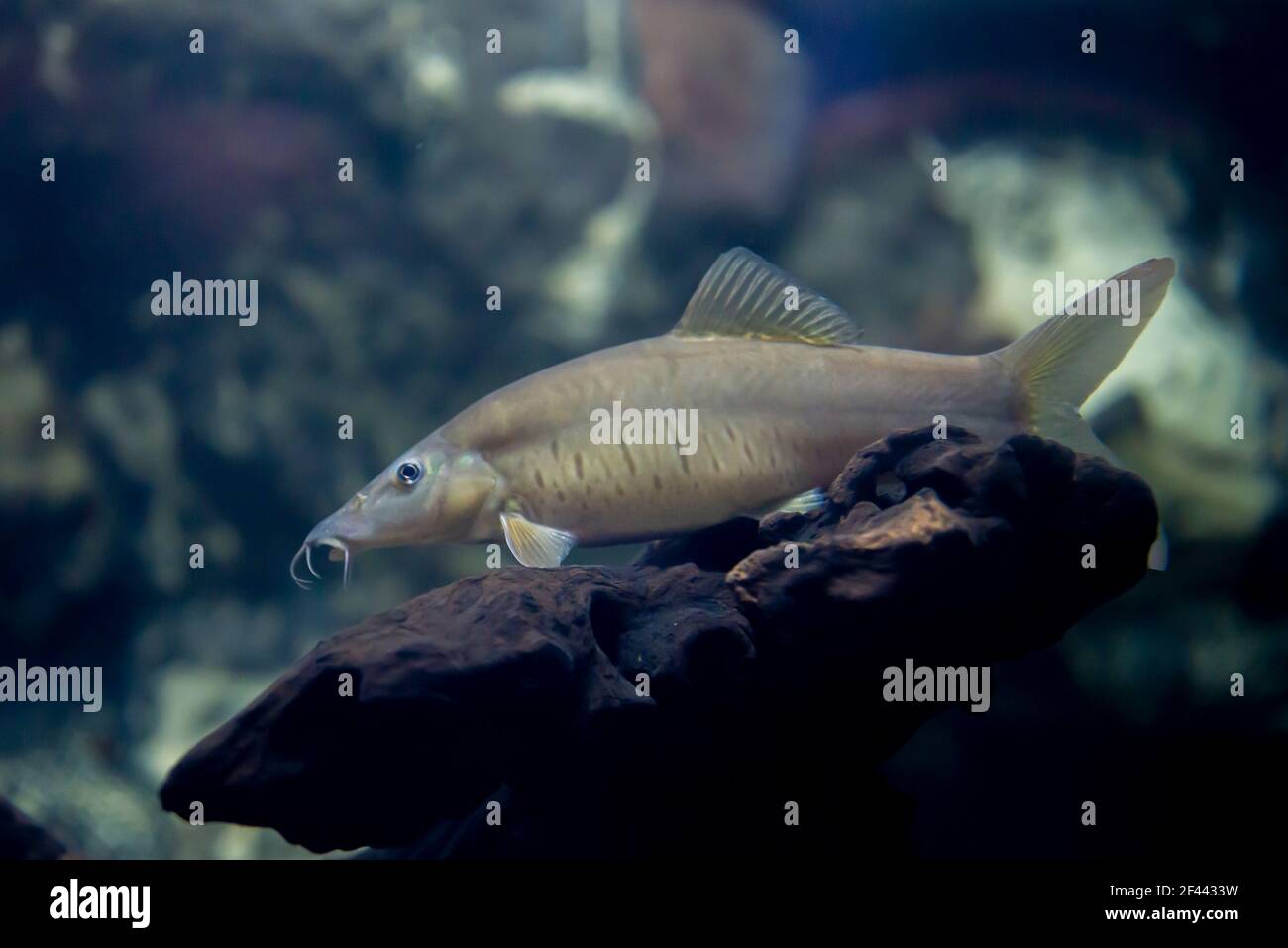 TIGER LOACH or Botia helodes fish in the aquarium of thailand Stock Photo