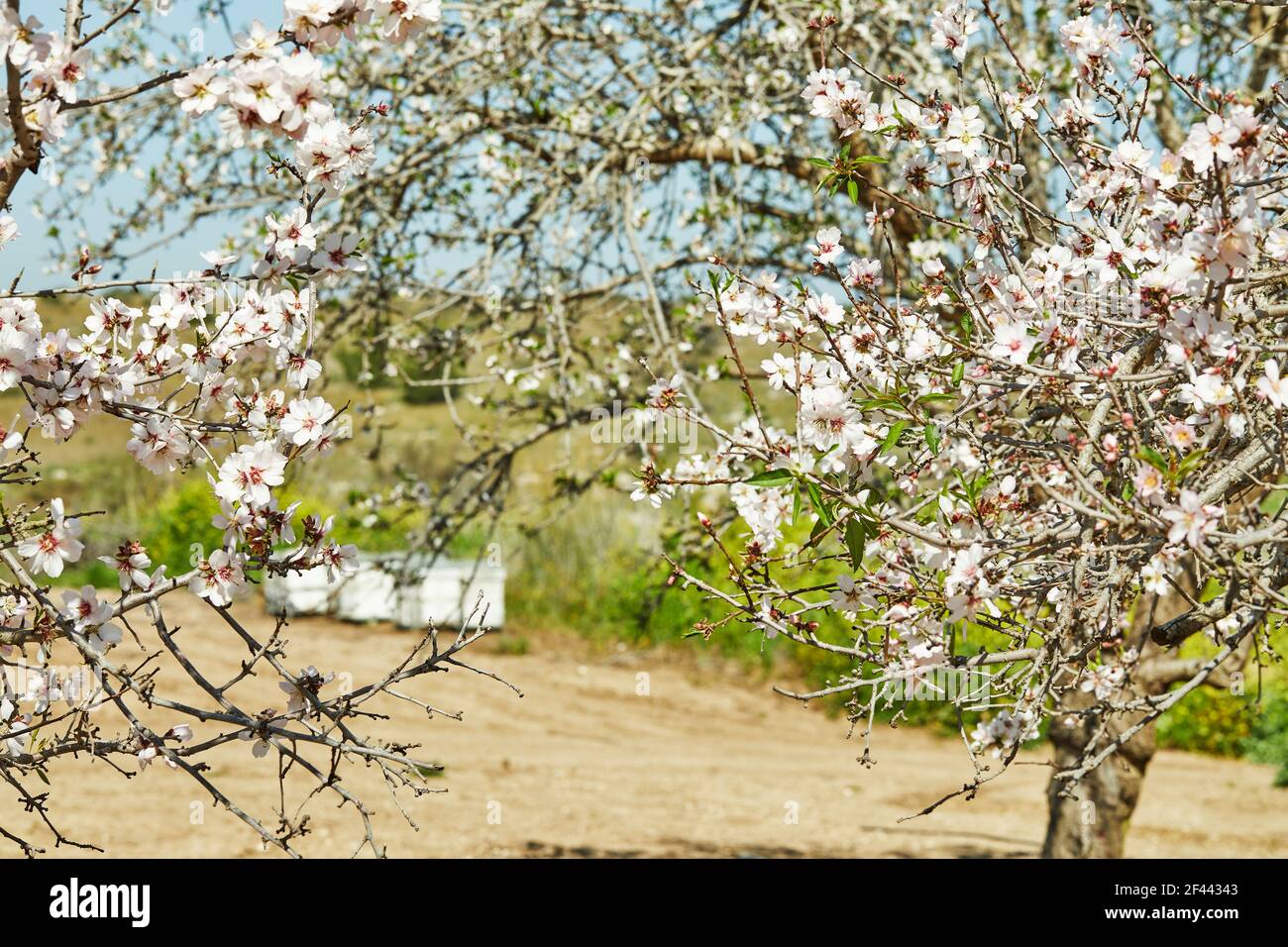 Blooming almond tree with beehives in the background Stock Photo