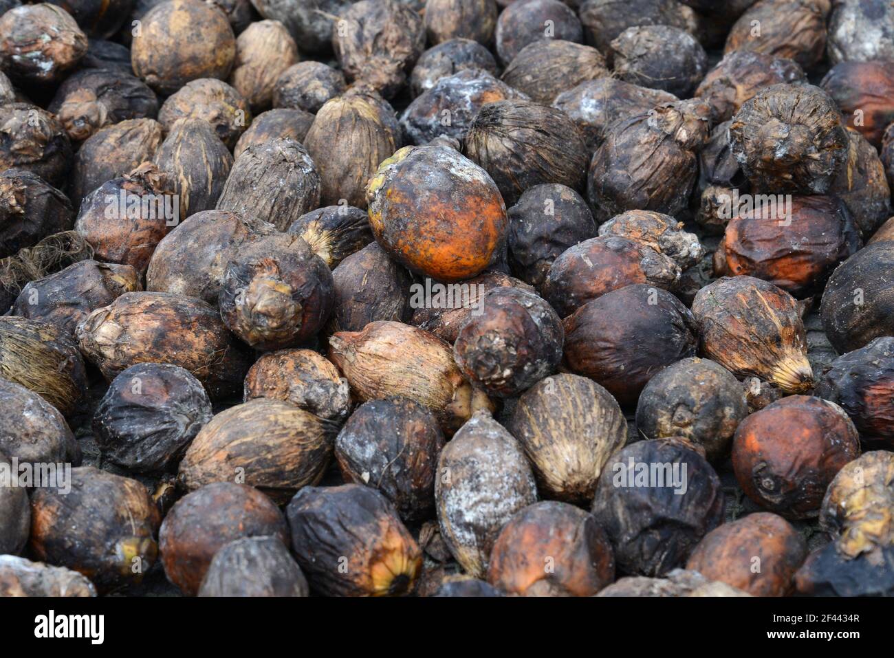 raw betel nut, the benefits of herbal medicine Stock Photo Alamy
