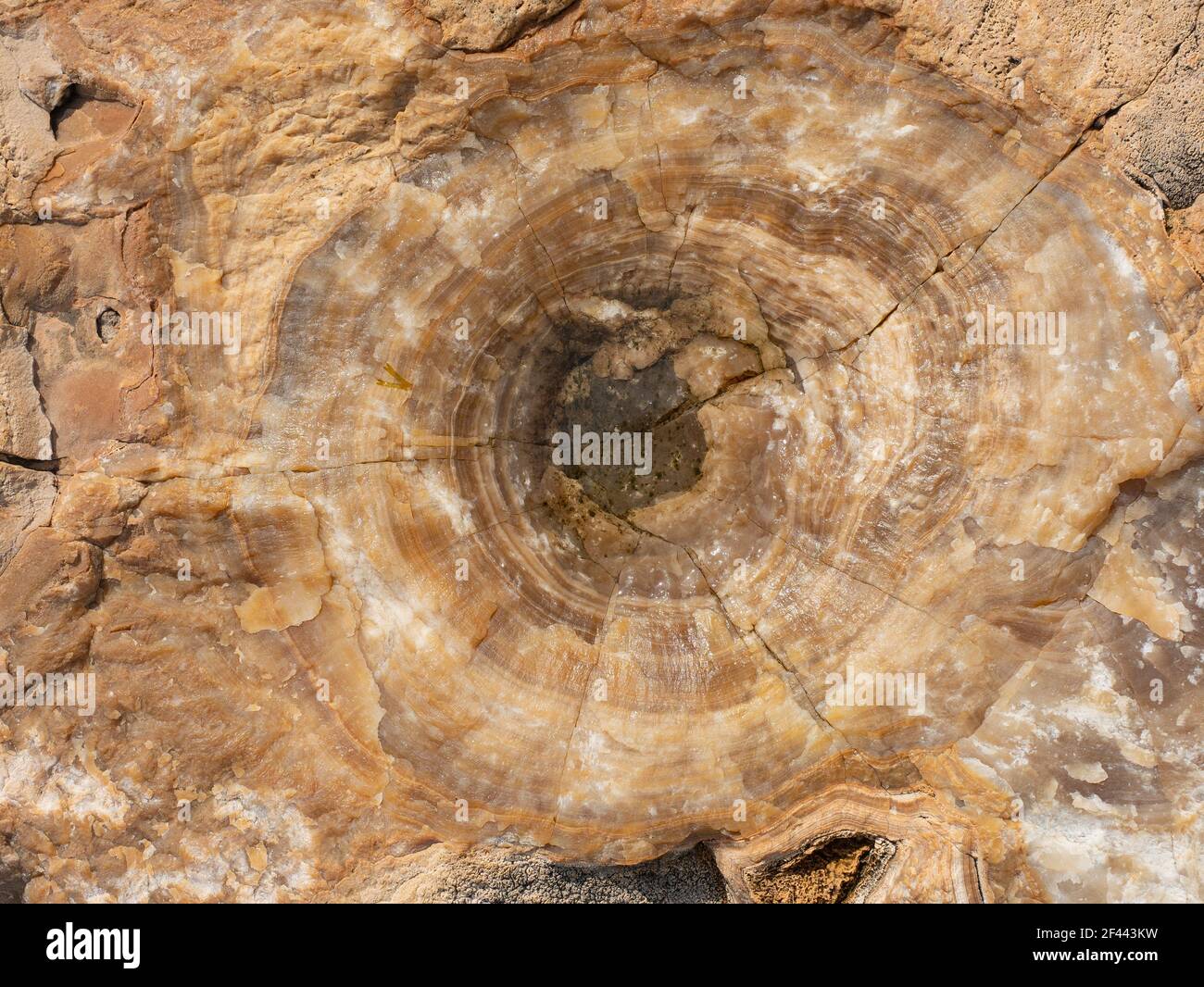 strange quartz and granite rock with circular brown white beige streaks ...
