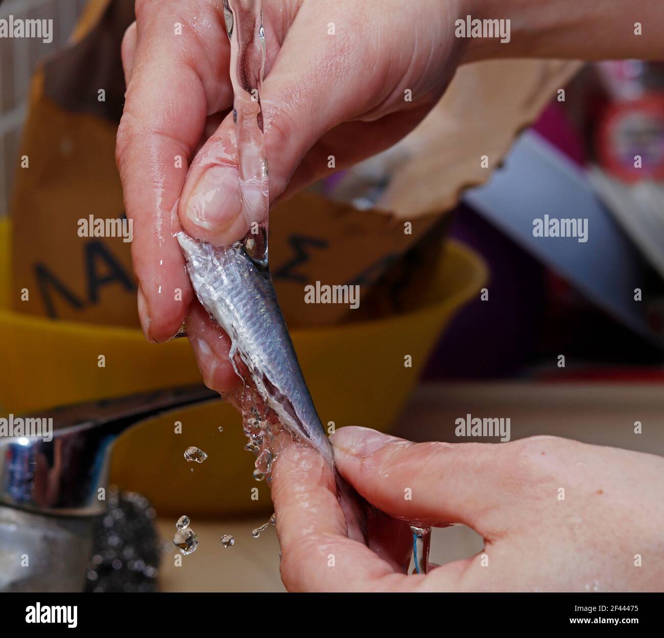 Anchovy washed under water Stock Photo