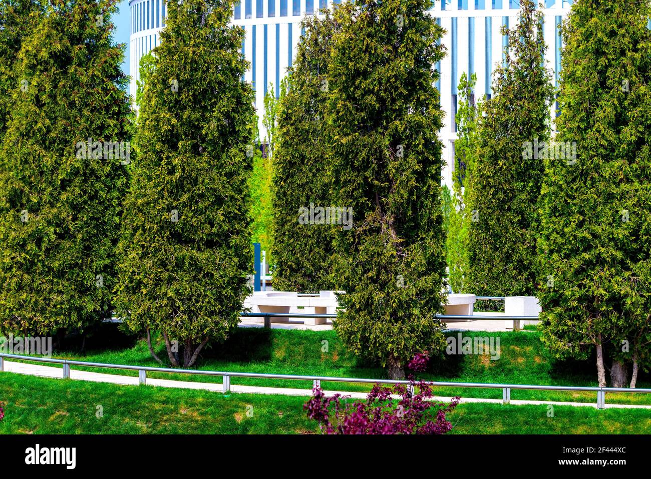 Path for a walk through the thuja trees in a park Stock Photo