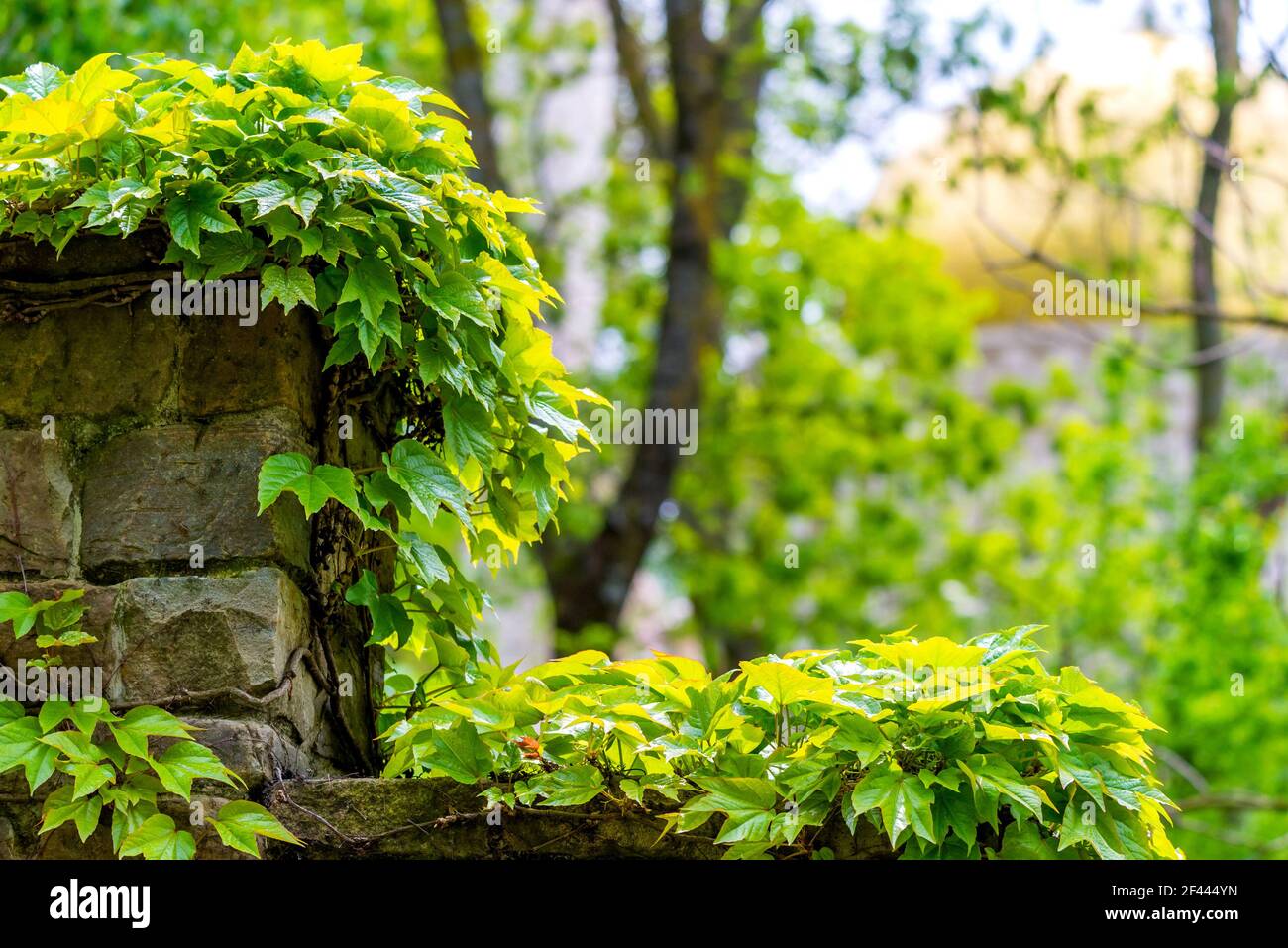 English Ivy or Hedera Helix is a clinging evergreen vine plant. Stock Photo
