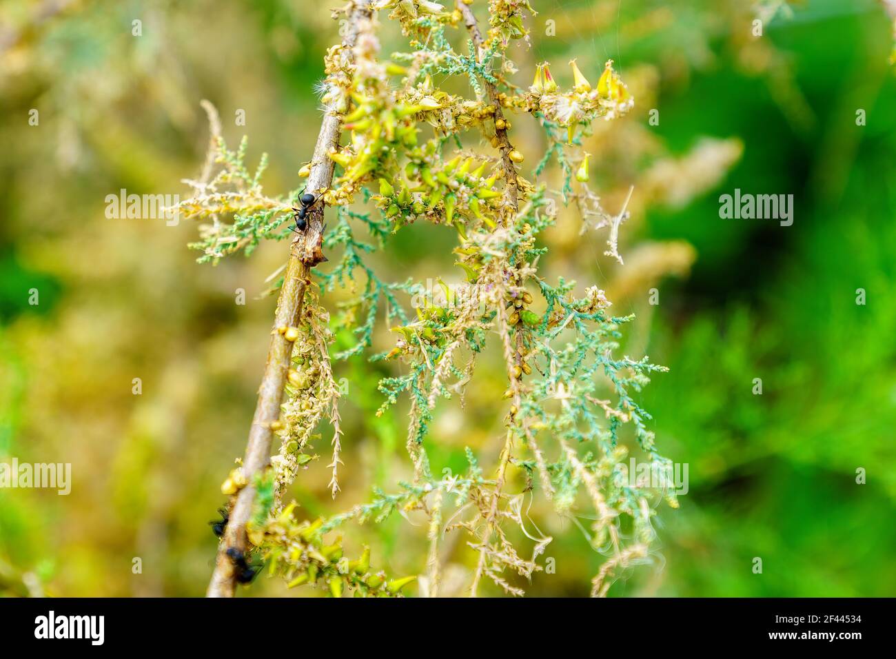View of a Polyrhachis lacteipennis ant, nursing an Aphid on a branch of a Tamarix tree, in Einot Tzukim (Ein Feshkha) Nature Reserve Stock Photo