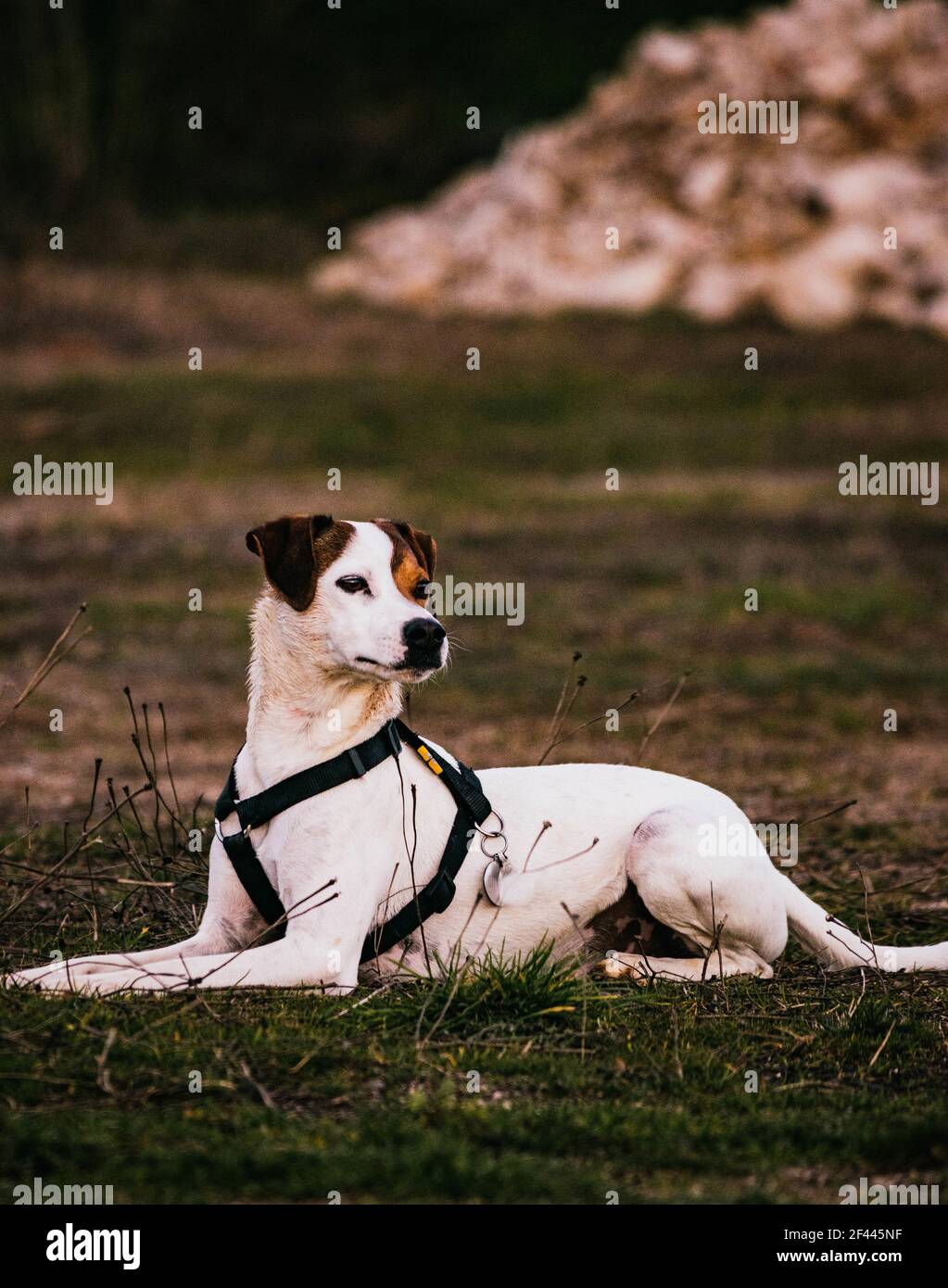 A vertical shot of a large Jack Russell Terrier resting on the field Stock Photo Alamy