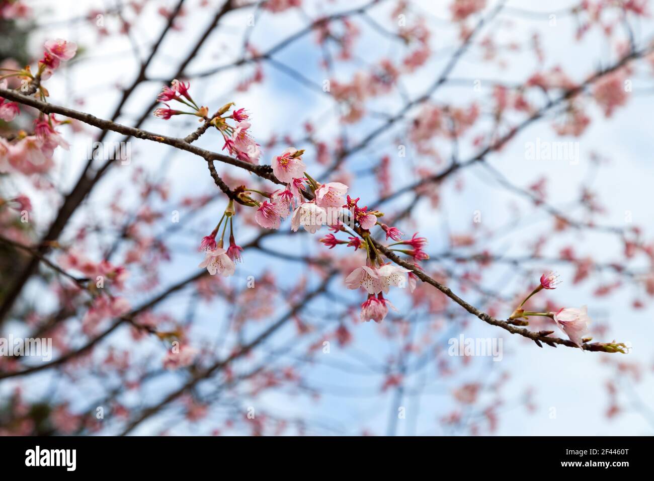 Sakura flower blooming hi-res stock photography and images - Alamy