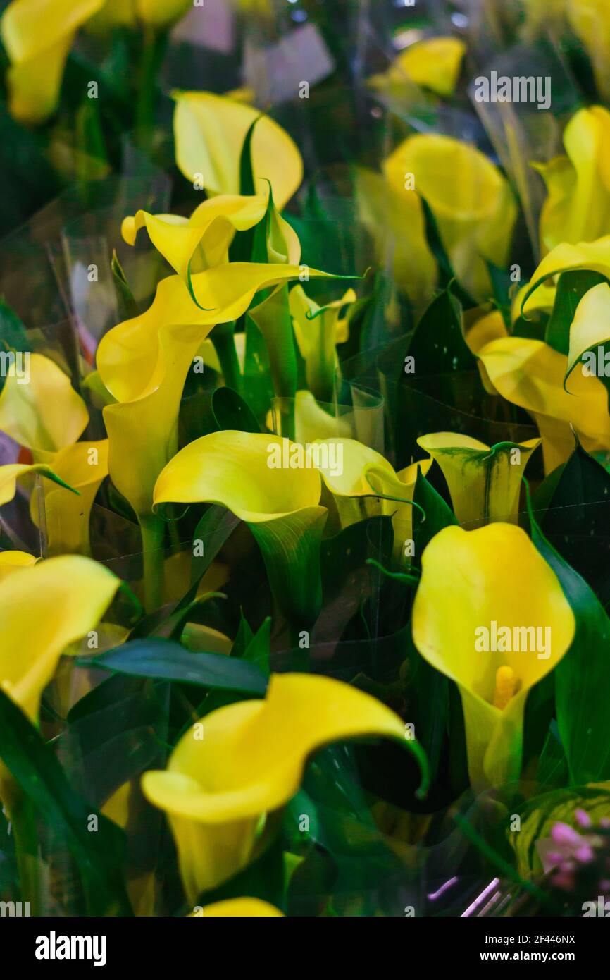 A flower shop selling bouquets of yellow calla lilies. Calla Lily or Golden Calla Stock Photo