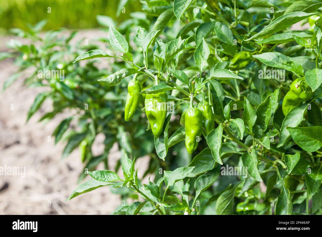 Peppers tree hires stock photography and images Alamy