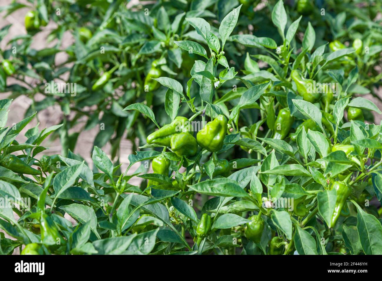 green chili peppers tree growing in the garden., chili pepper on the plant Stock Photo Alamy