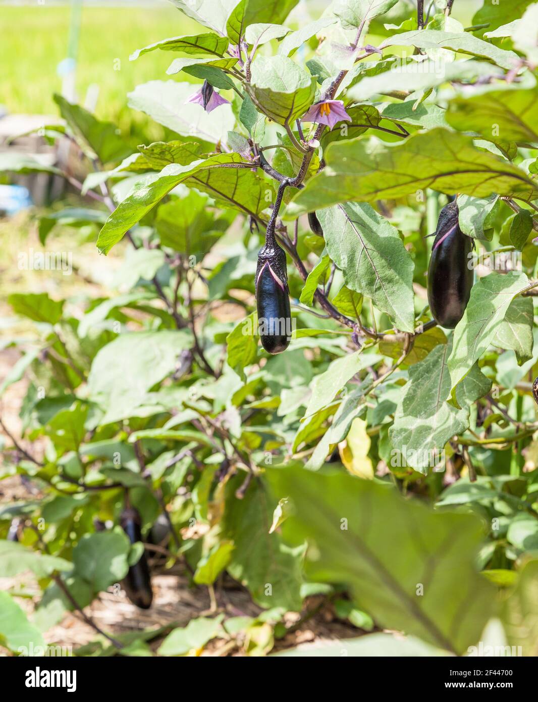 eggplant vegetable tree growing in the garden., eggplant on the plant