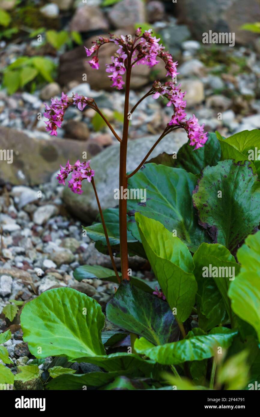 Badan in the garden bed. Medicinal and tea plant Stock Photo