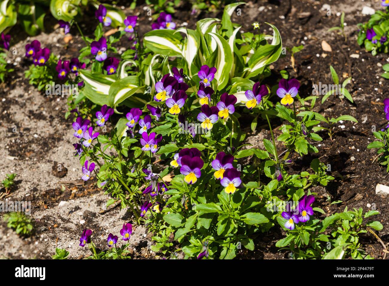 Pansies flowers in a flower bed. Very delicate and interesting colors Stock Photo
