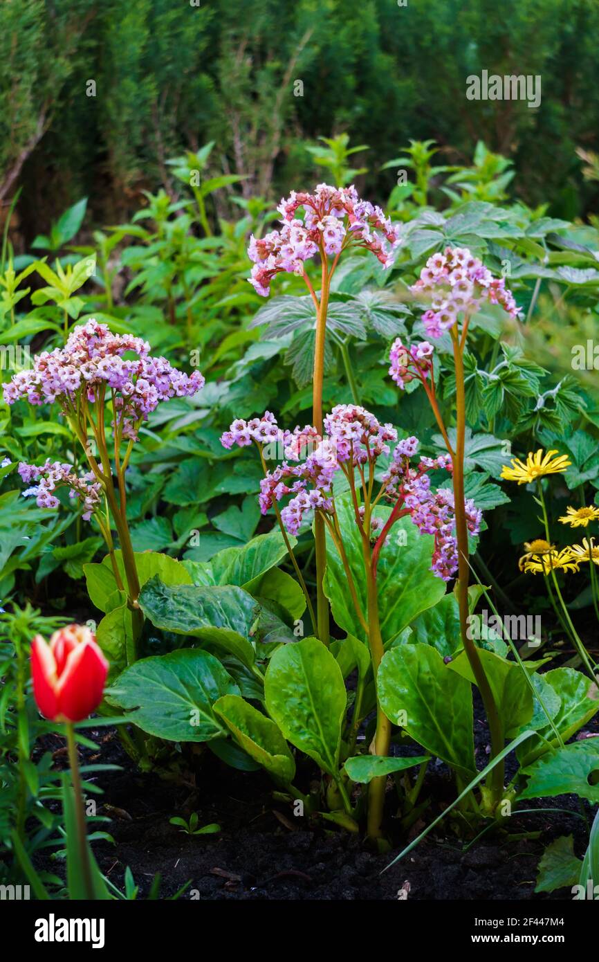 Badan in the garden bed. Medicinal and tea plant Stock Photo