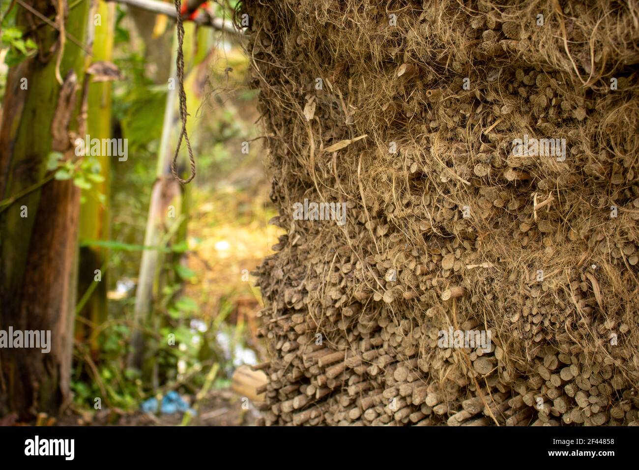 The dried jute sticks are piled up. In Bangladesh jute is called golden fiber. The high-quality paper is made with jute sticks. Stock Photo