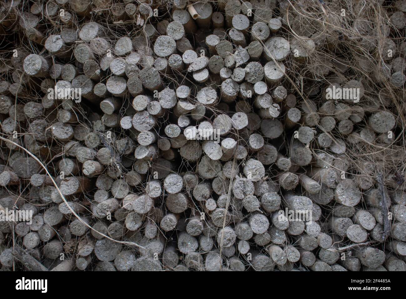 Jute pile. Jute Stick. Jute is arranged in this way in the village. The