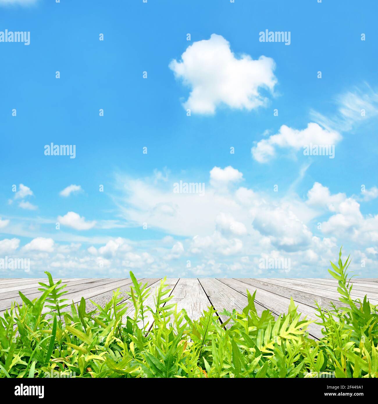 Green fern leaves with wood plank on blue sky background Stock Photo
