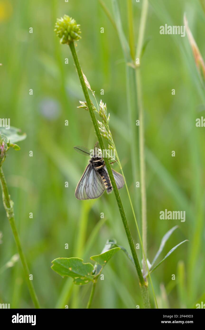 Small moth insect in the grass, sparkly wings, early spring insects ...