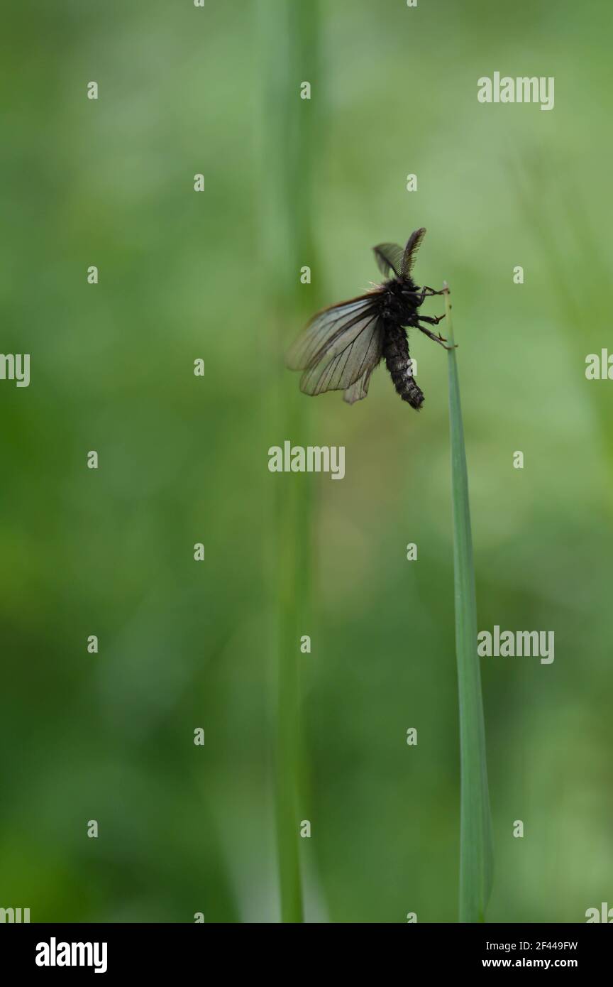 Small moth insect in the grass, sparkly wings, early spring insects ...