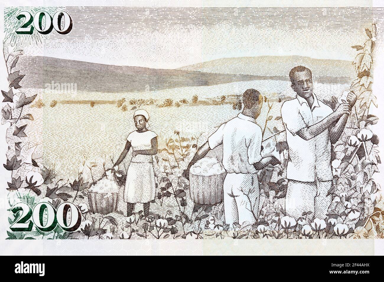 Cotton harvest from old Kenyan money Stock Photo Alamy