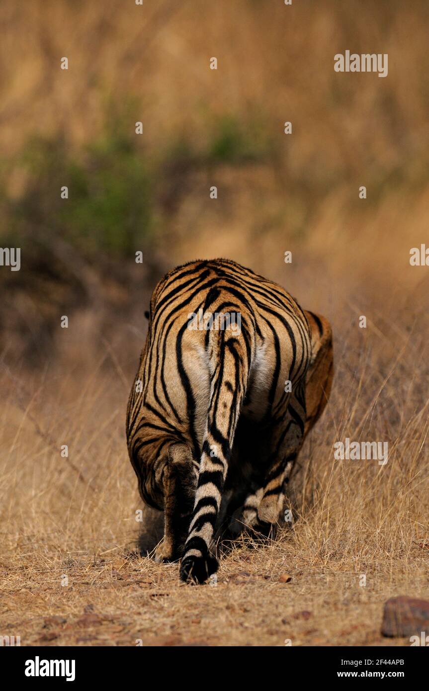 Alert tiger stalking away in the dry grasses of the dry deciduous forest of Ranthambore tiger reserve Stock Photo