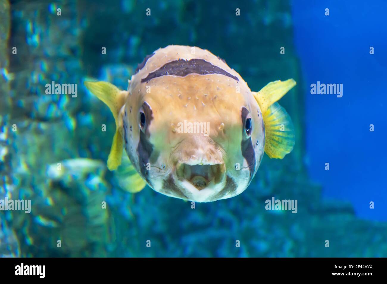 Blowfish or diodon holocanthus underwater in ocean in tropical destination Stock Photo