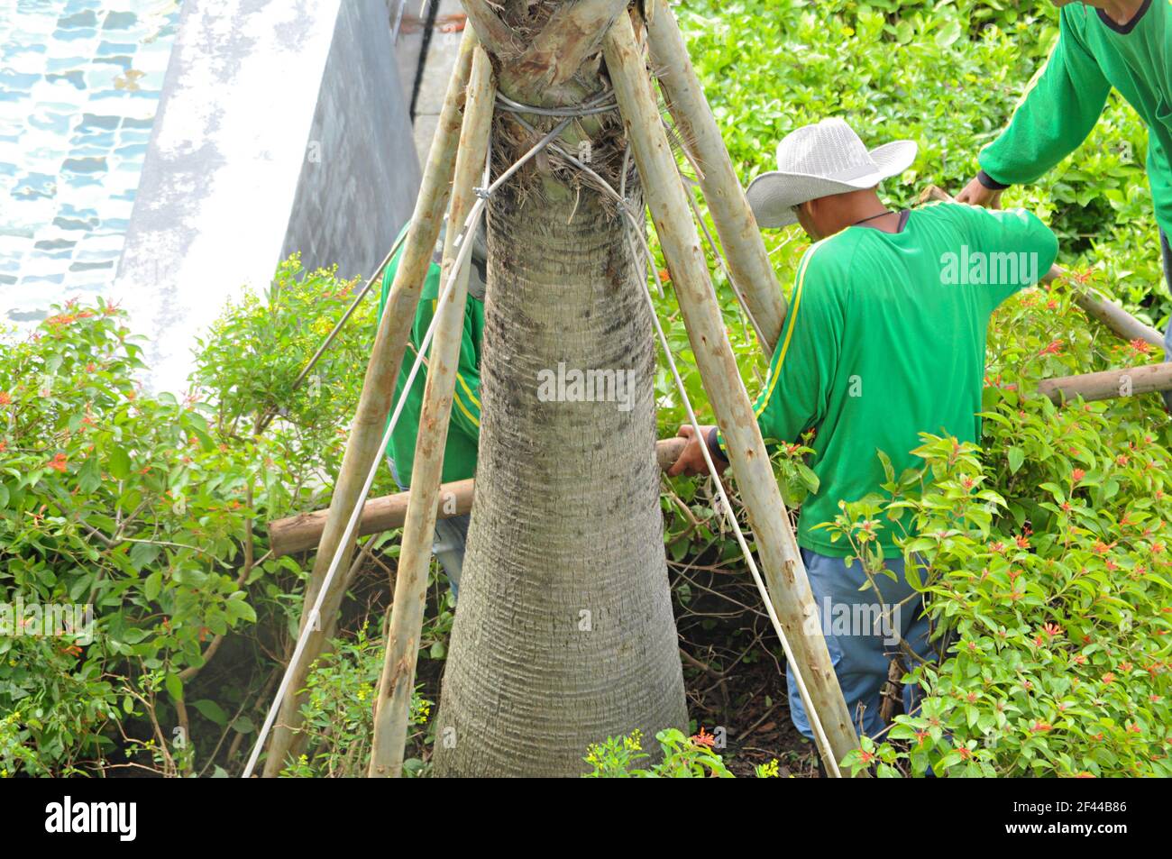 Gardeners making tree stakes supporting the tree from strong wind Stock Photo