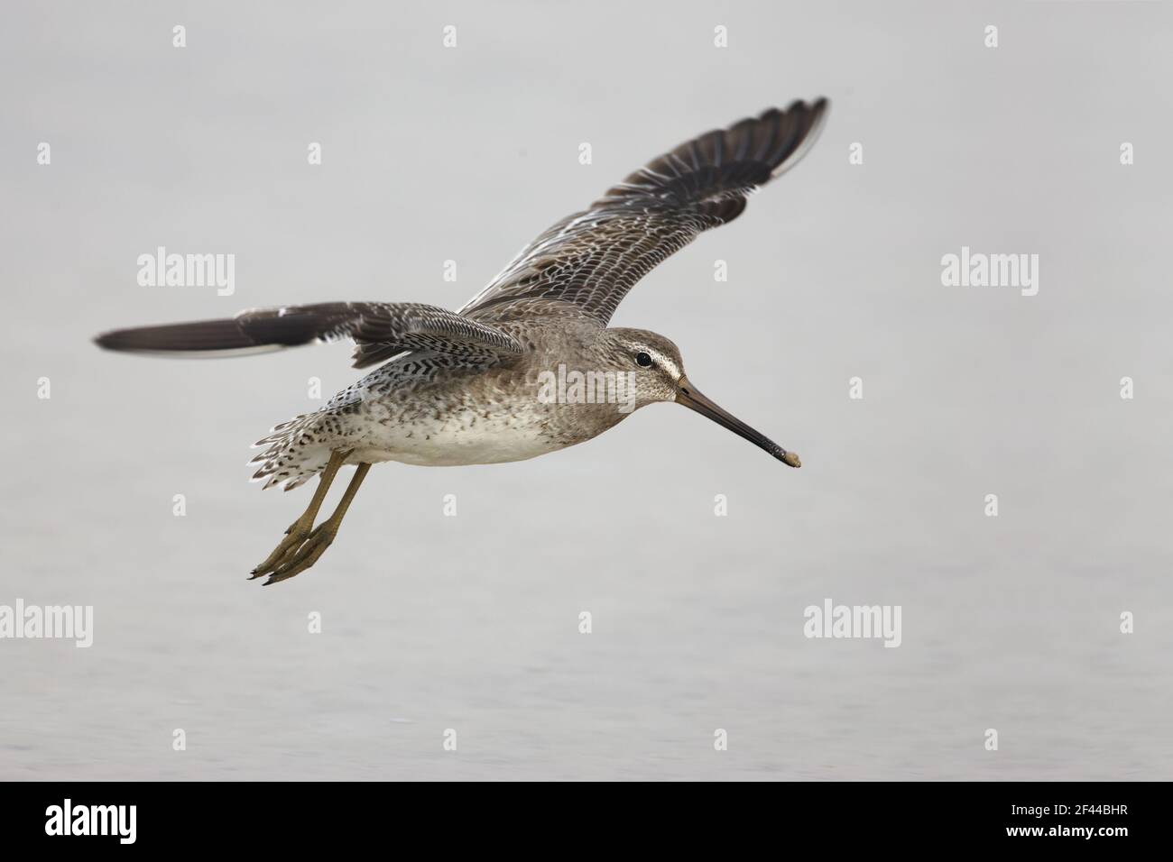 Short Billed Dowitcher in flight(Limnodromus griseus) Fort de Soto, florida, USA BI001862 Stock Photo