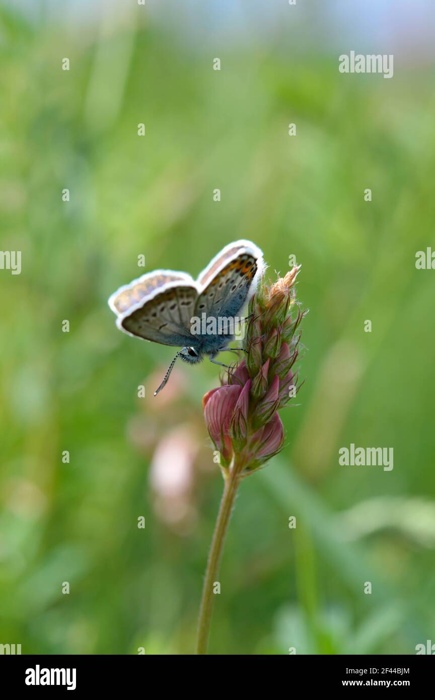 Common blue butterfly in the wild on a pink flower pollinating, gathering nectar, close up macro, natural background Stock Photo