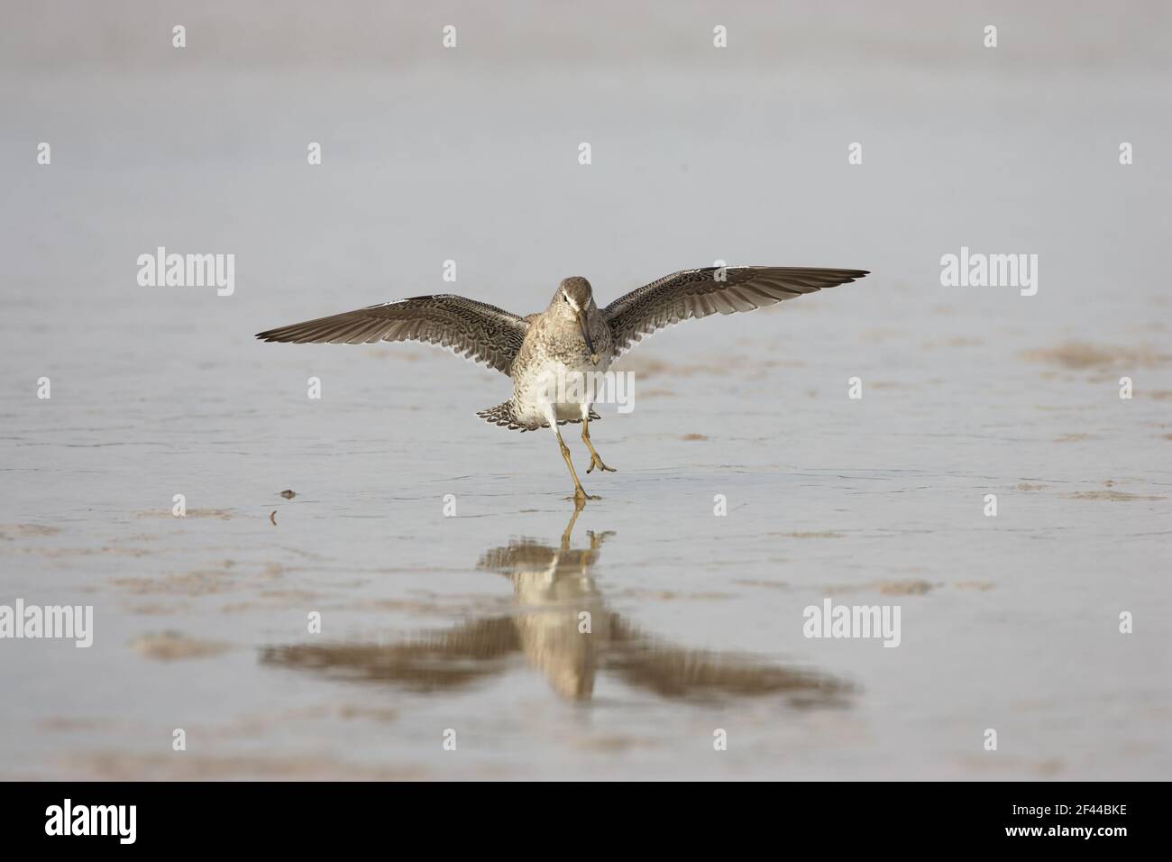 Short Billed Dowitcher coming in to land(Limnodromus griseus) Fort de Soto, florida, USA BI001864 Stock Photo